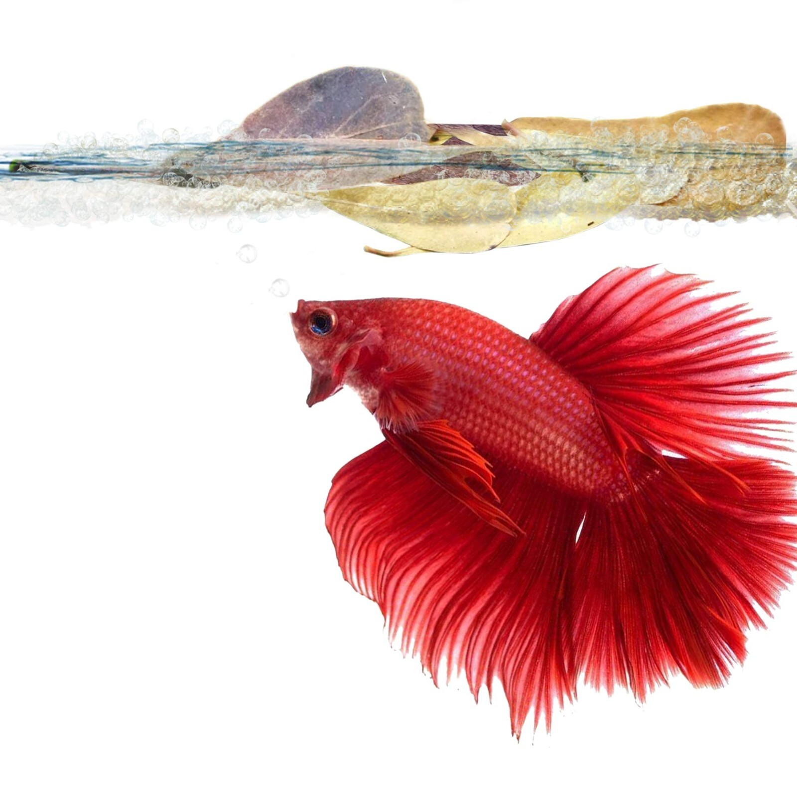 Indian Leaves Almond Catappa Fish Betta Shrimp Aquarium Leaf Ketapang Care Pcs