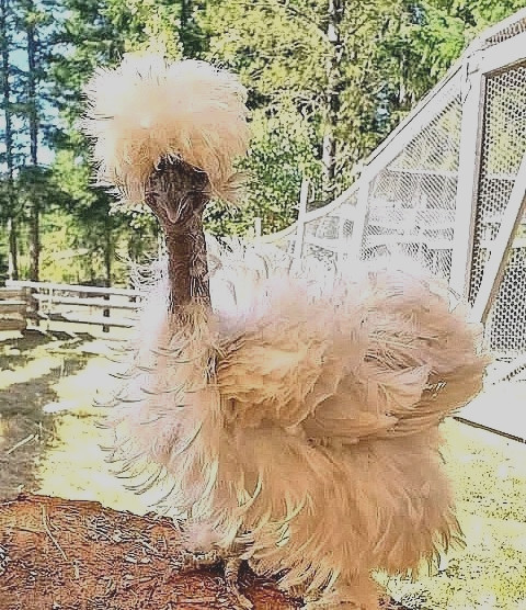 10+  BEAUTIFUL Silkie Hatching Eggs . Show Quality!
