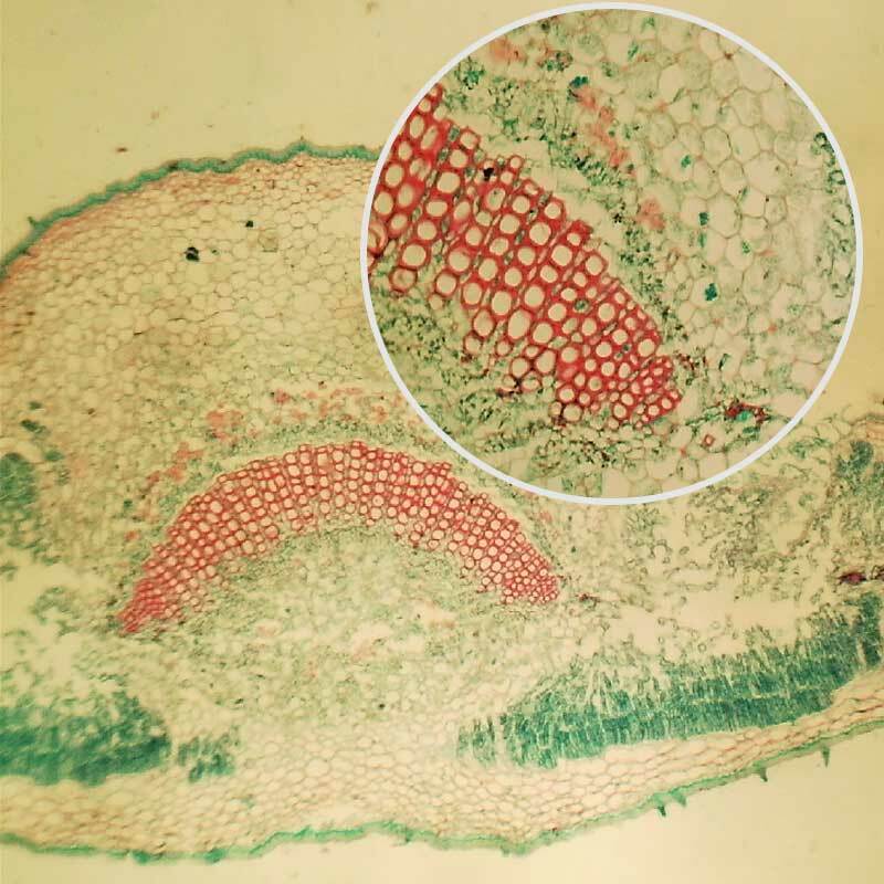 100PCS Educational Specimen Lab Biological Prepared Glass Microscope Slides