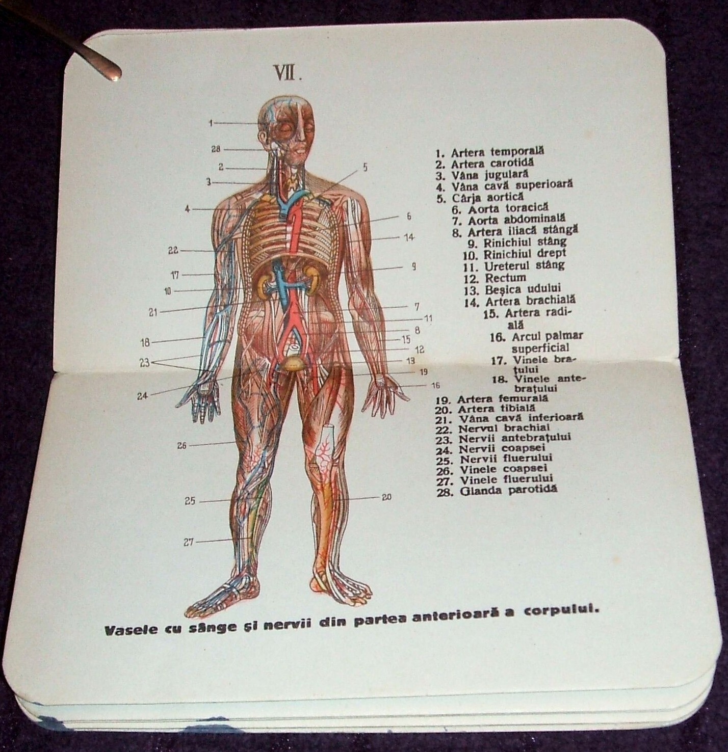 1900 Small Anatomical Atlas, Anatomy illustrated mini book, Human Body, medicine