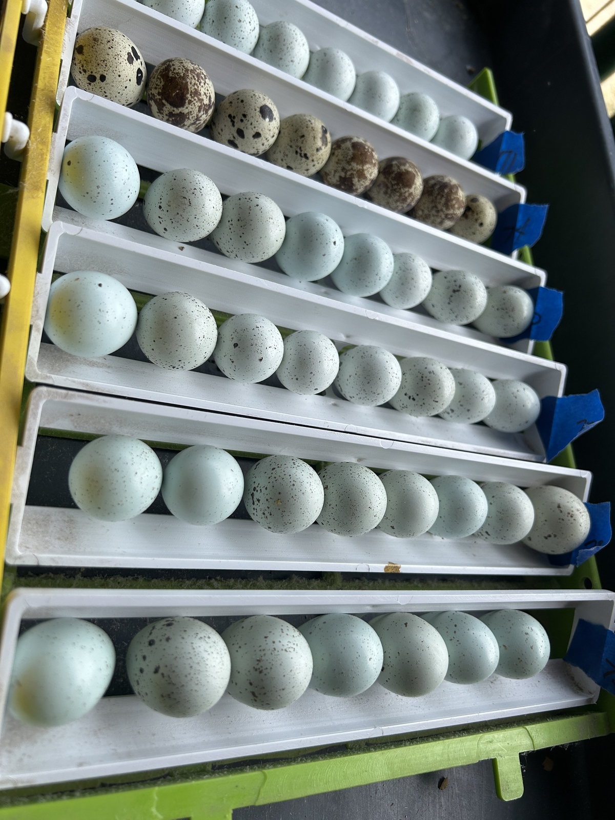 Celadon Coturnix Quail Hatching Eggs