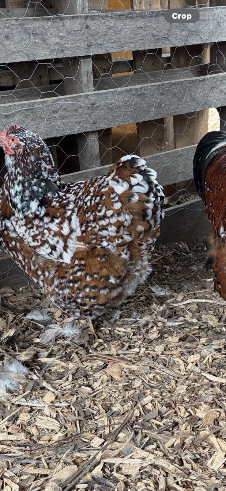 6+ Jubilee Blue Splash BBS English Orpington Hatching Eggs
