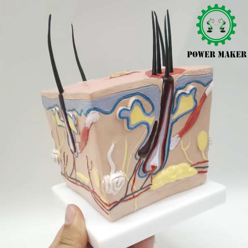 Hair Follicle Enlargement Acne Skin Anatomical Structure Enlargement Model