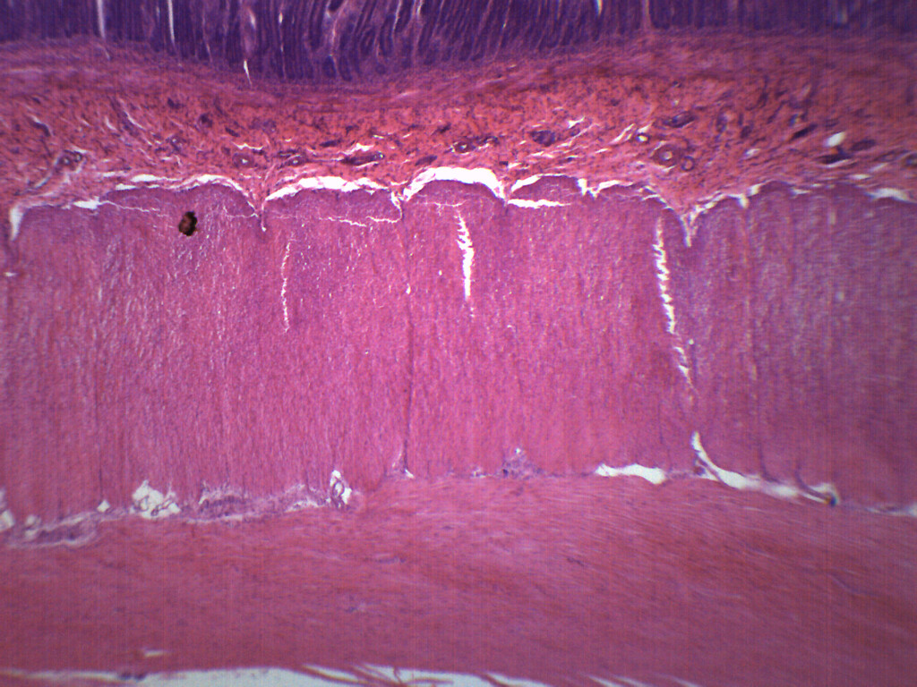 Duodenum - Prepared Microscope Slide - 75x25mm - Eisco Labs