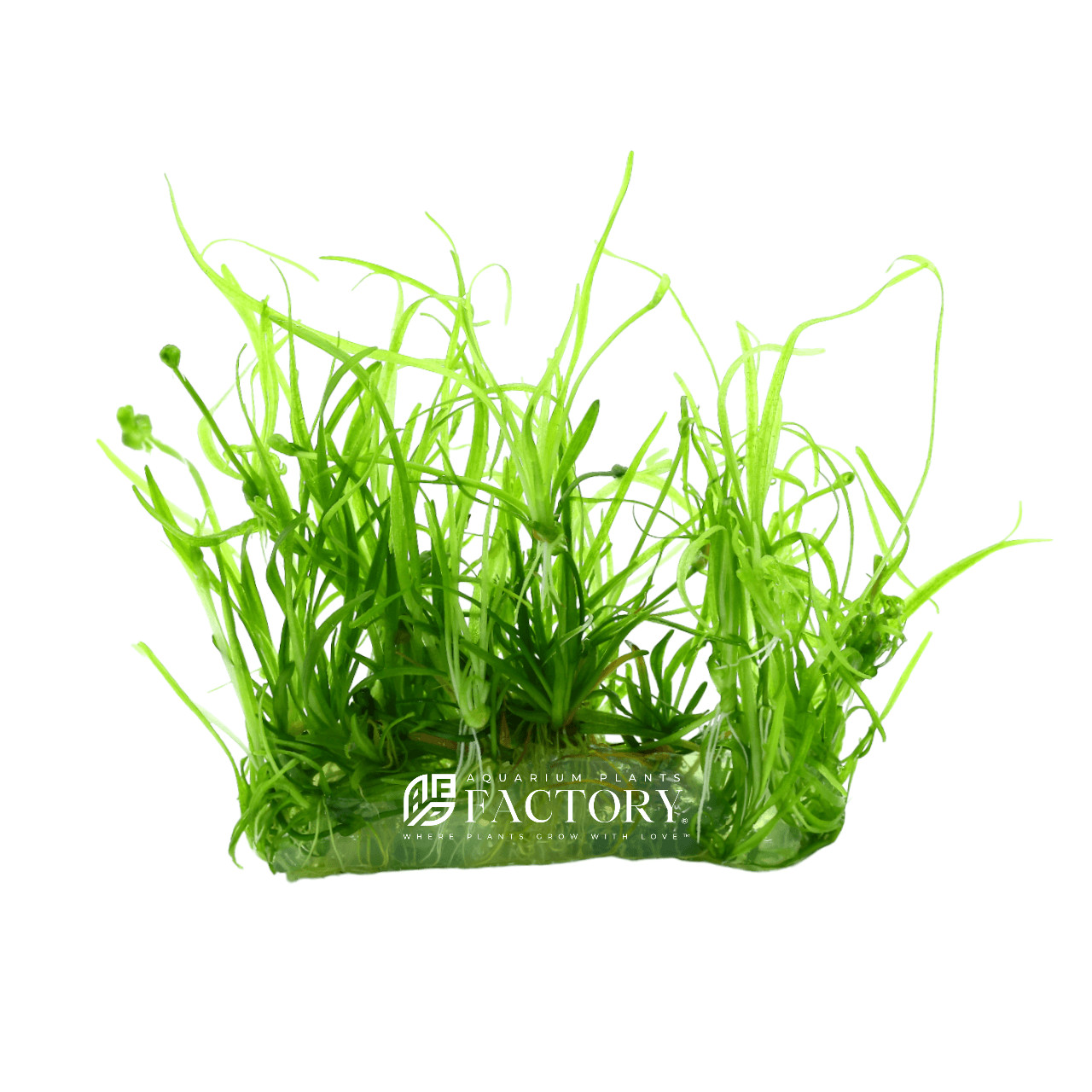 Helanthium Tenellum Tissue Culture Dwarf Chain Sword Aquarium Plants Factory®