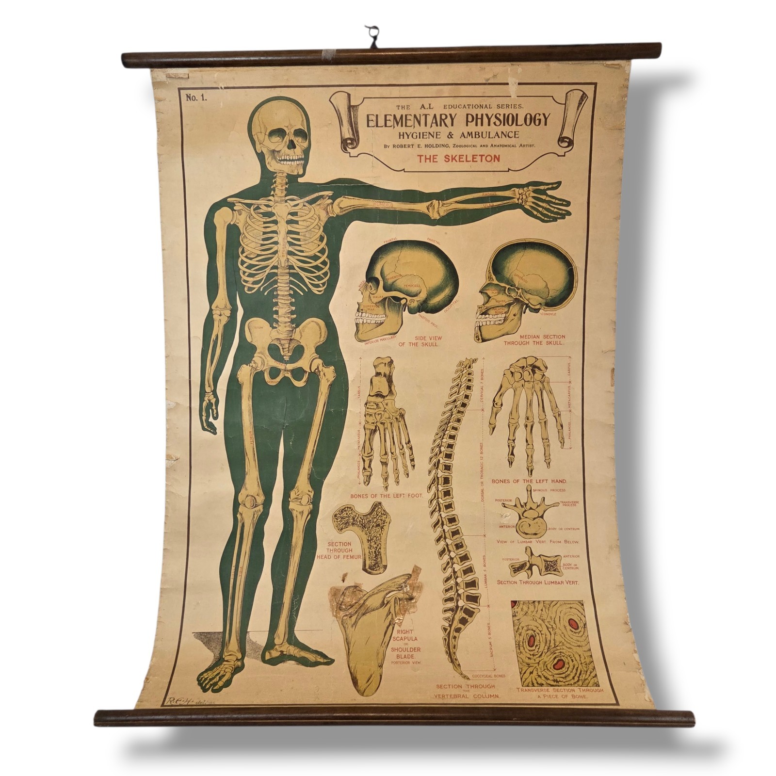 Antique Anatomy Chart of Elementary Physiology Arnold 1908 Medical Poster UK