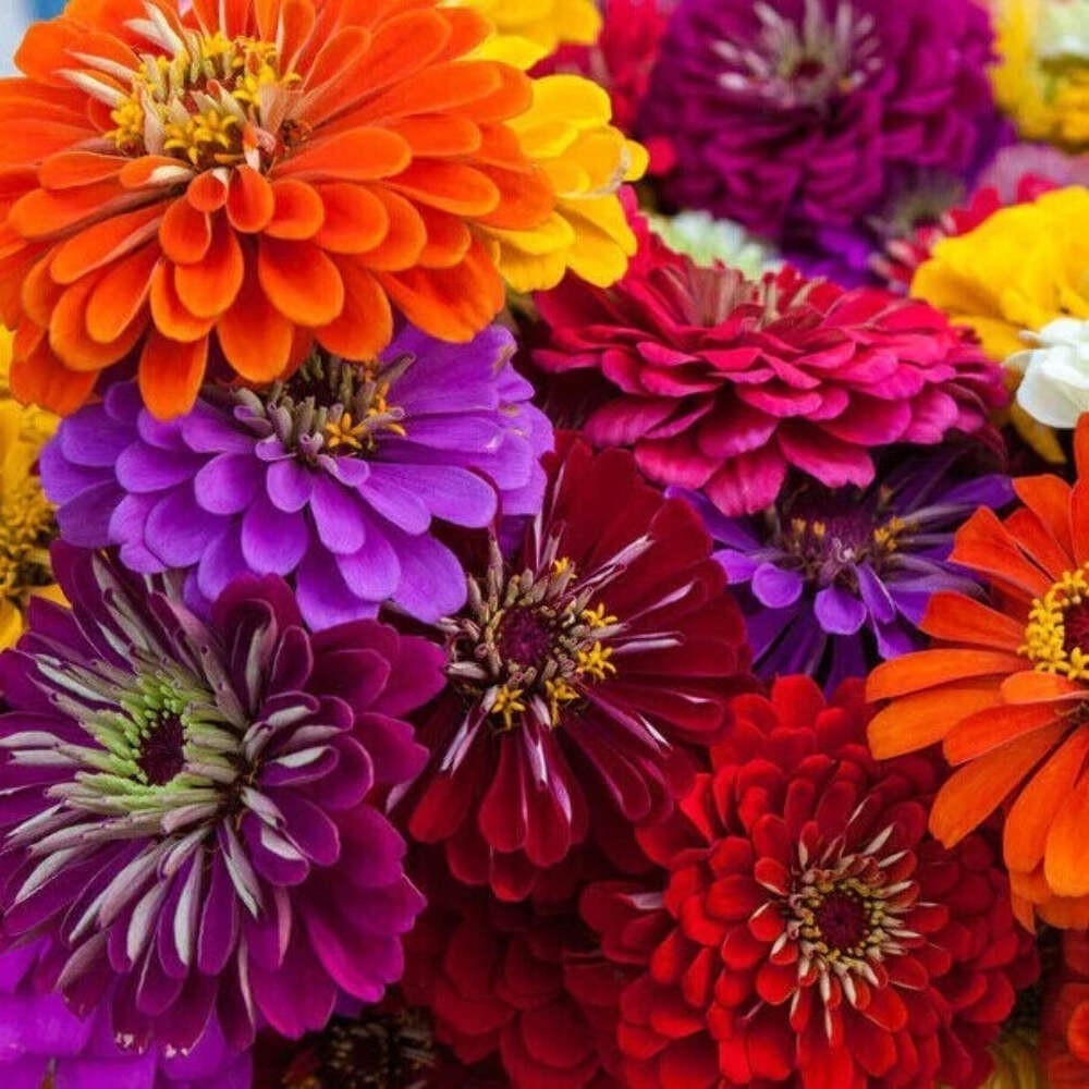 100 CALIFORNIA GIANTS ZINNIA SEED MIX |2026 SALE FREE SHIPPING NON GMO HEIRLOOM