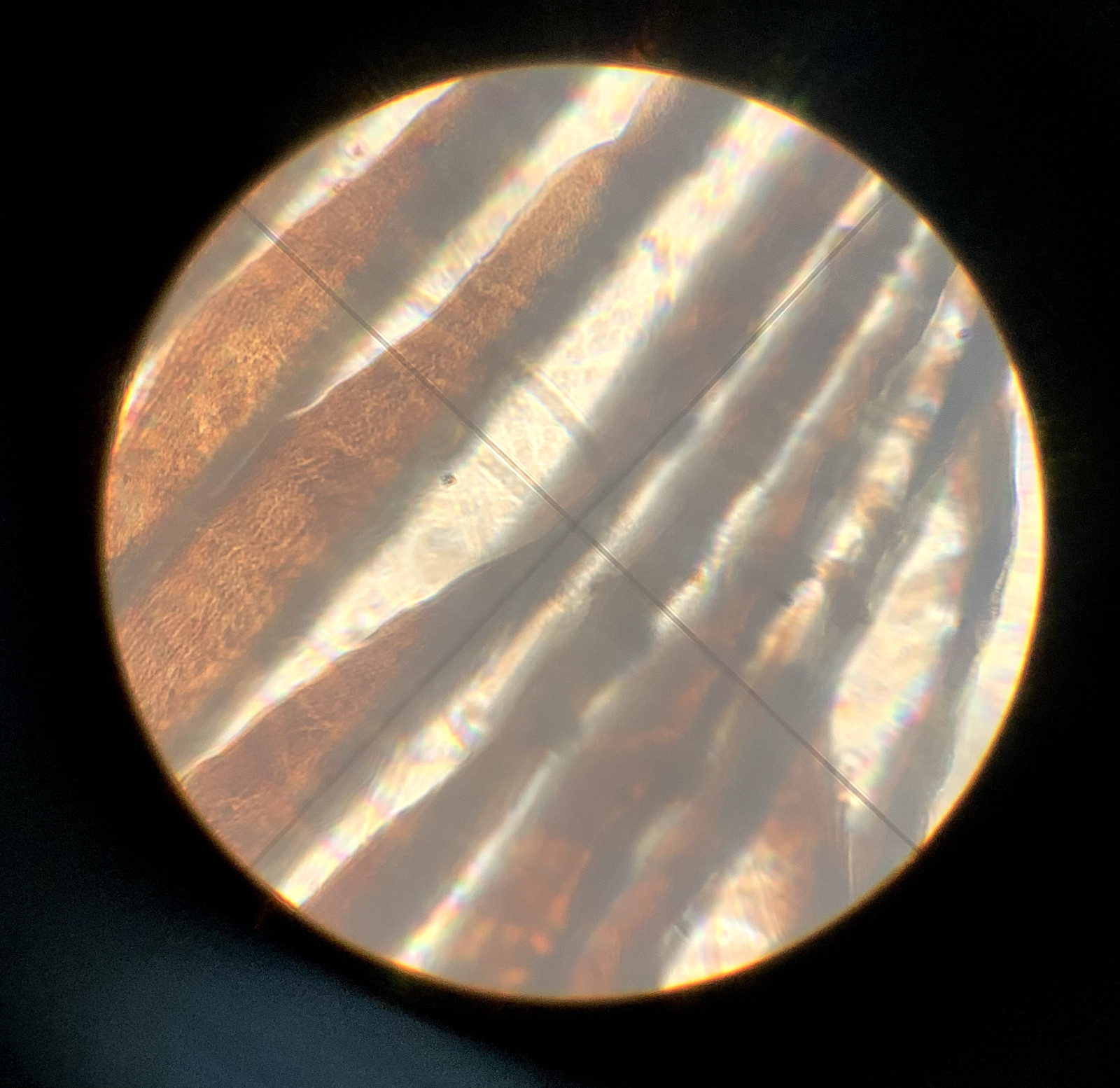 Carl Zeiss PlanAPO 63/1.4 Oel 160/- Microscope Objective German w/ Case