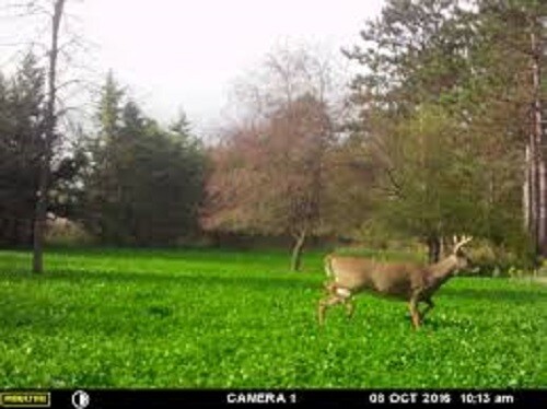 1 Lbs WHITETAIL DEER CLOVER Seed Mix Ladino,Red,Crimson Clovers,Alfalfa,Chicory