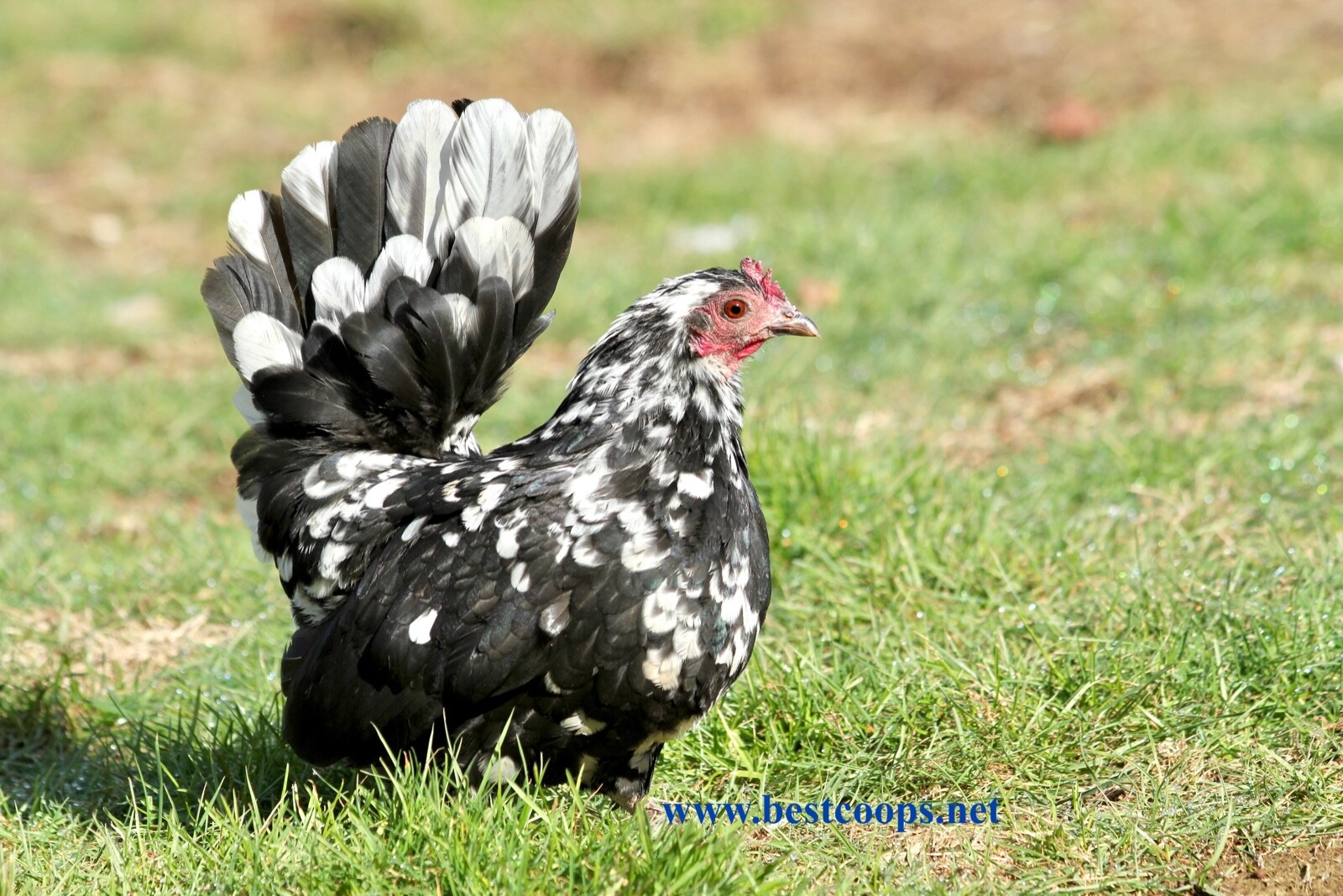 4+ Fertile Show Quality Serama Chicken Hatching Eggs