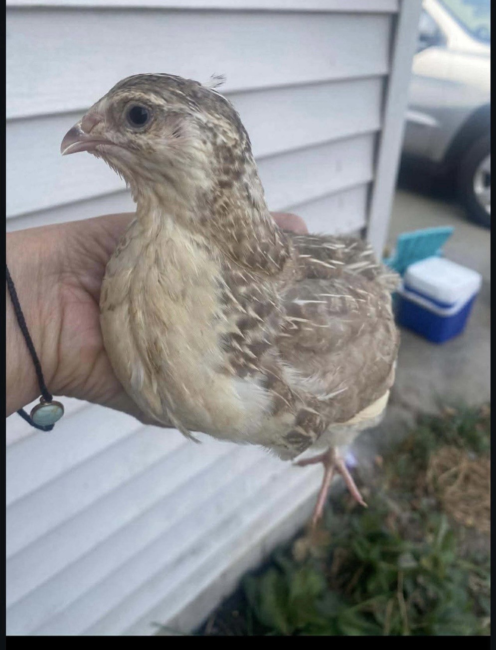 Coturnix Quail Hatching Eggs – Assorted Colors and Patterns