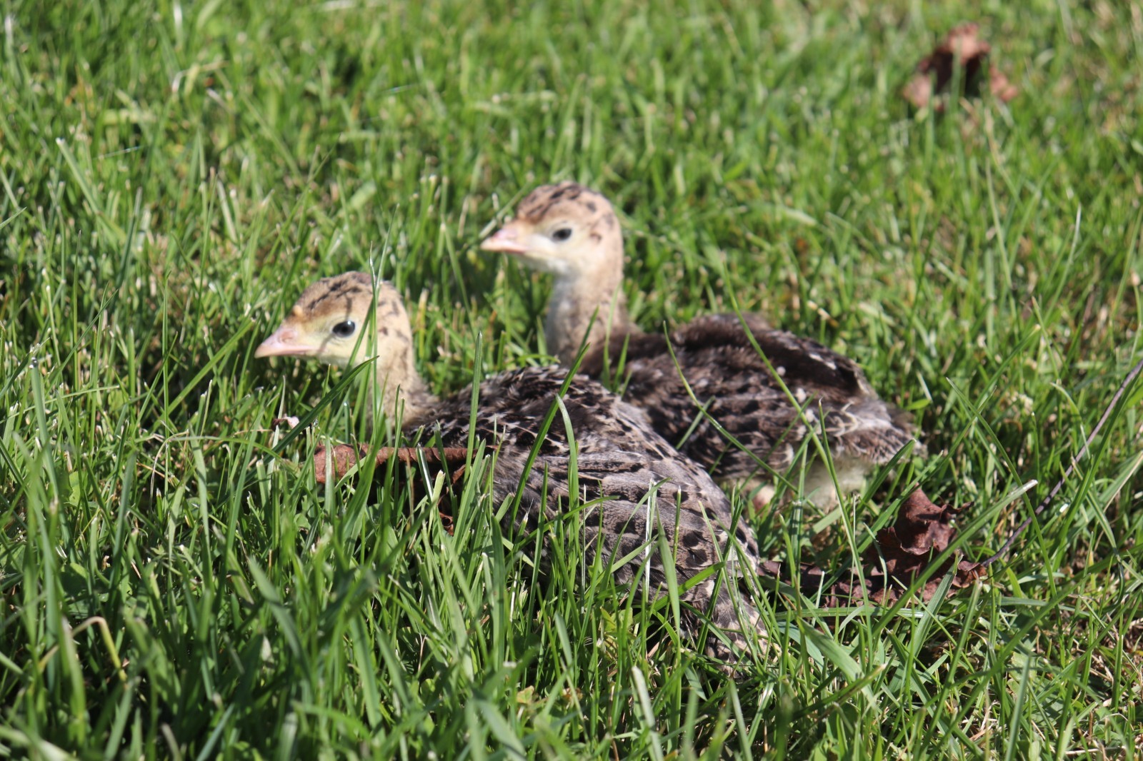 12 Narragansett Turkey Hatching Eggs Laying Now