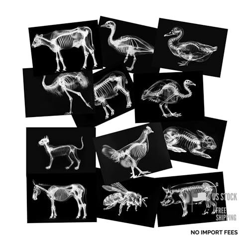 Animal X-Ray Set, Educational Science Kit, Light Table Accessory Farm Animals