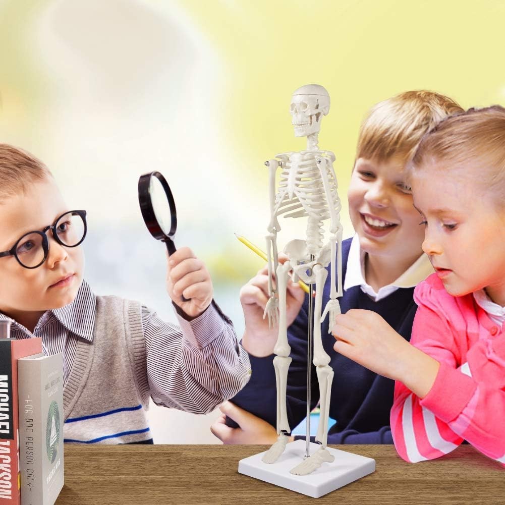 Compact 17.7” Mini Human Skeleton Model - Perfect for Study Decor & Learning