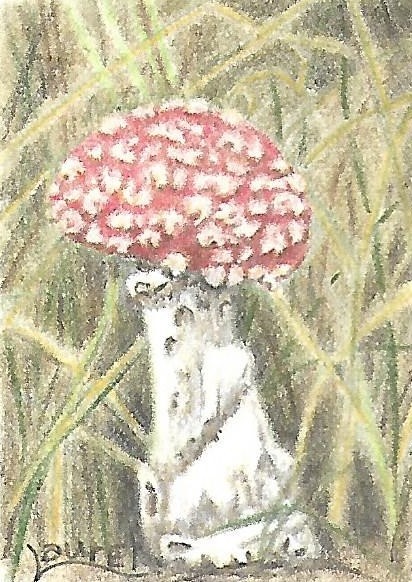 aceo original art mushroom #1 original colored pencil on Artistico