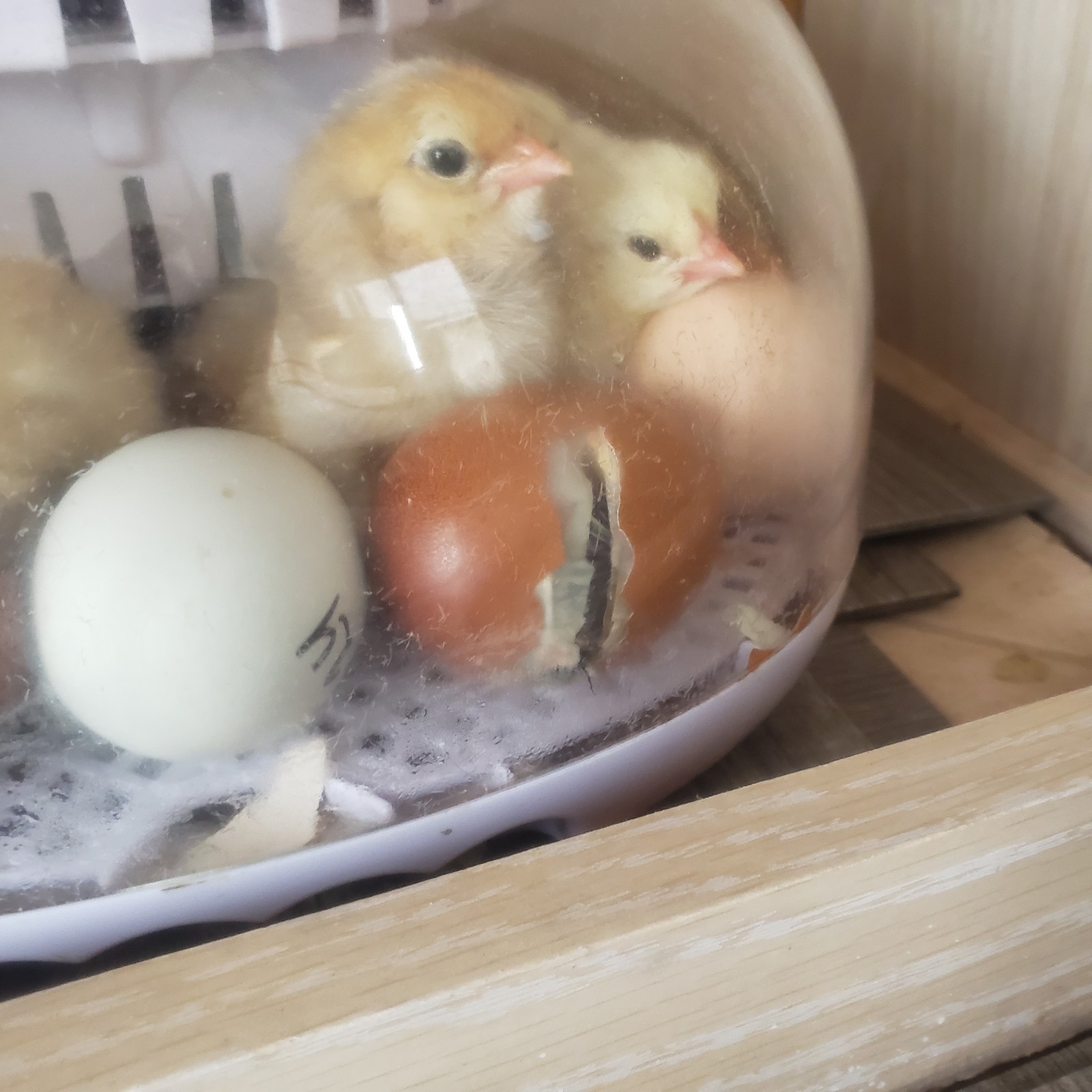 12 Rainbow Chicken Hatching Eggs Free Ranch Happy Chicken