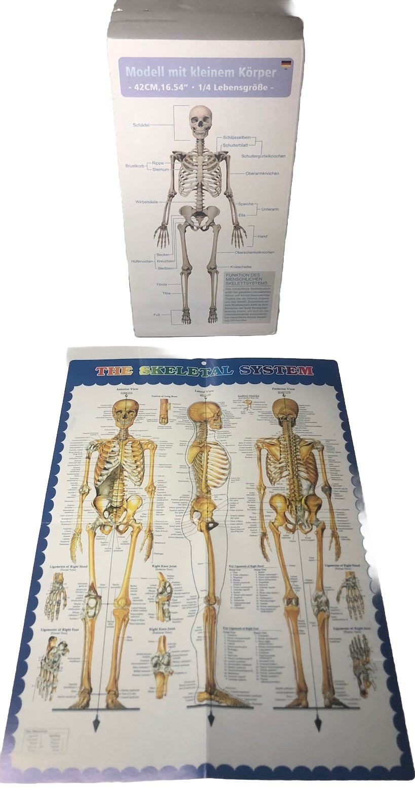 SCIENTIFIC 16.54  Inch Human Skeleton Model For ANATOMY Movable ARMS Legs JAW