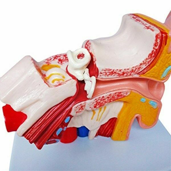 1:1.5 Human Ear Model Anatomy Medical Model on Base Teaching Supplies US STOCK