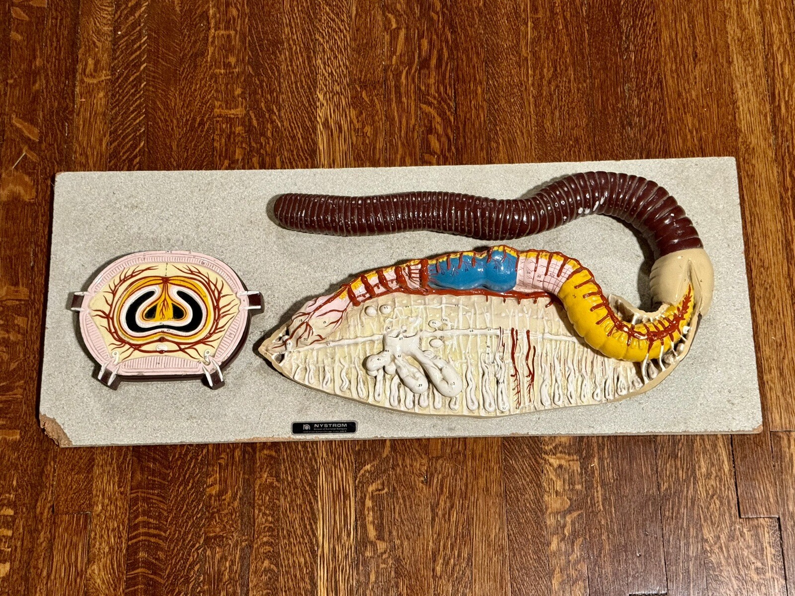 Rare Nystrom Biological Model Worm Cross Section Vintage