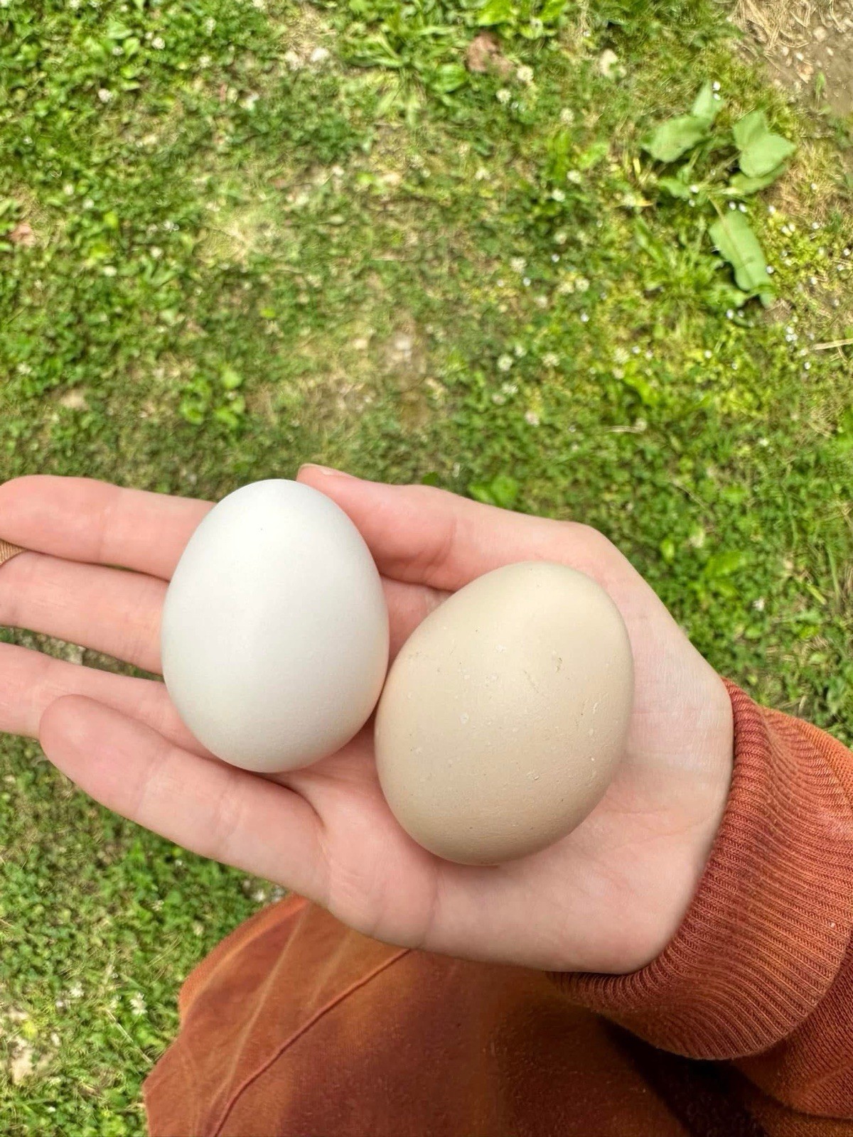 Ayam Cemani Chicken Hatching Eggs 12 High Quality Eggs & Shipping