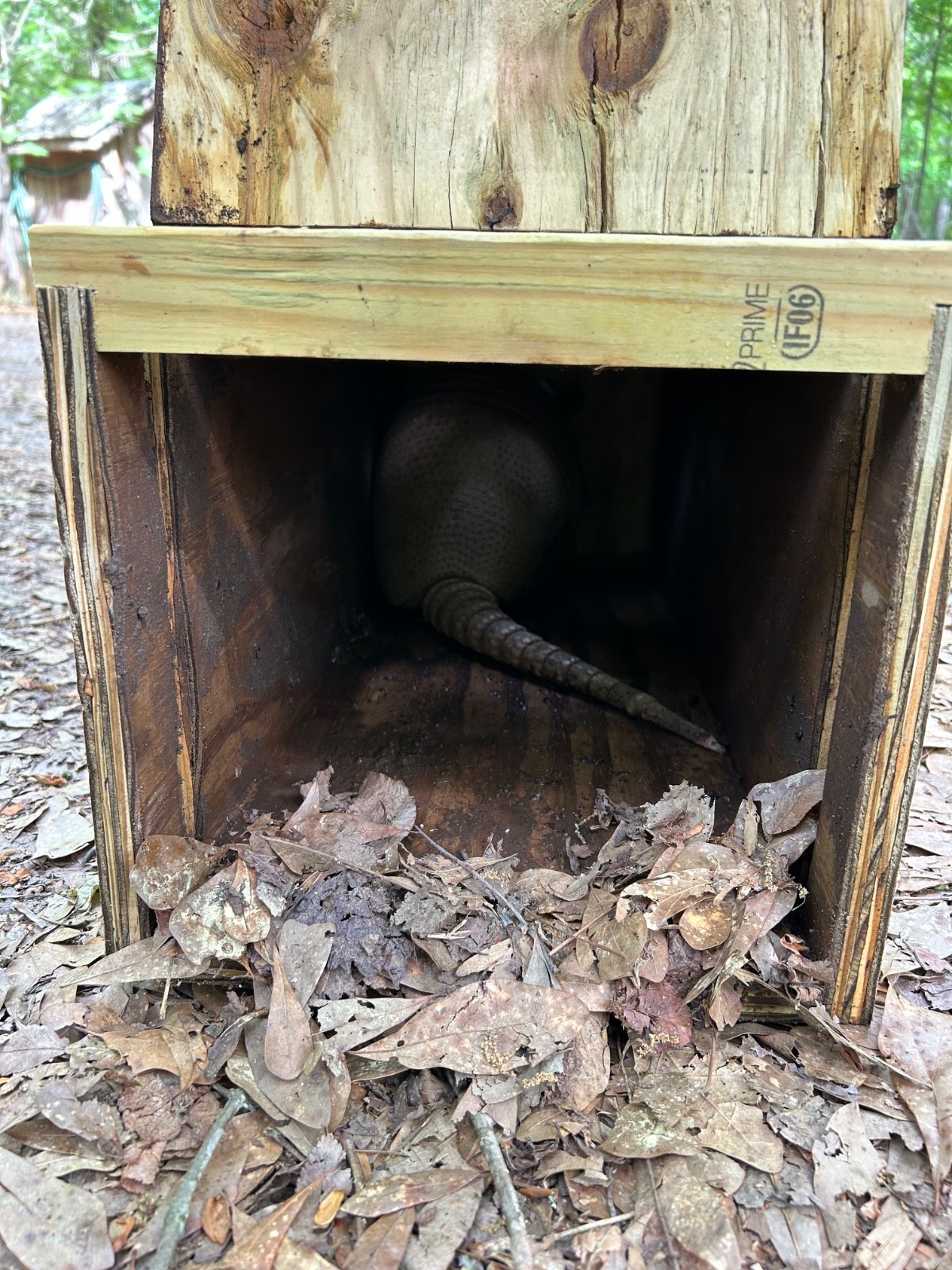 Armadillo trap scented live trap pest control