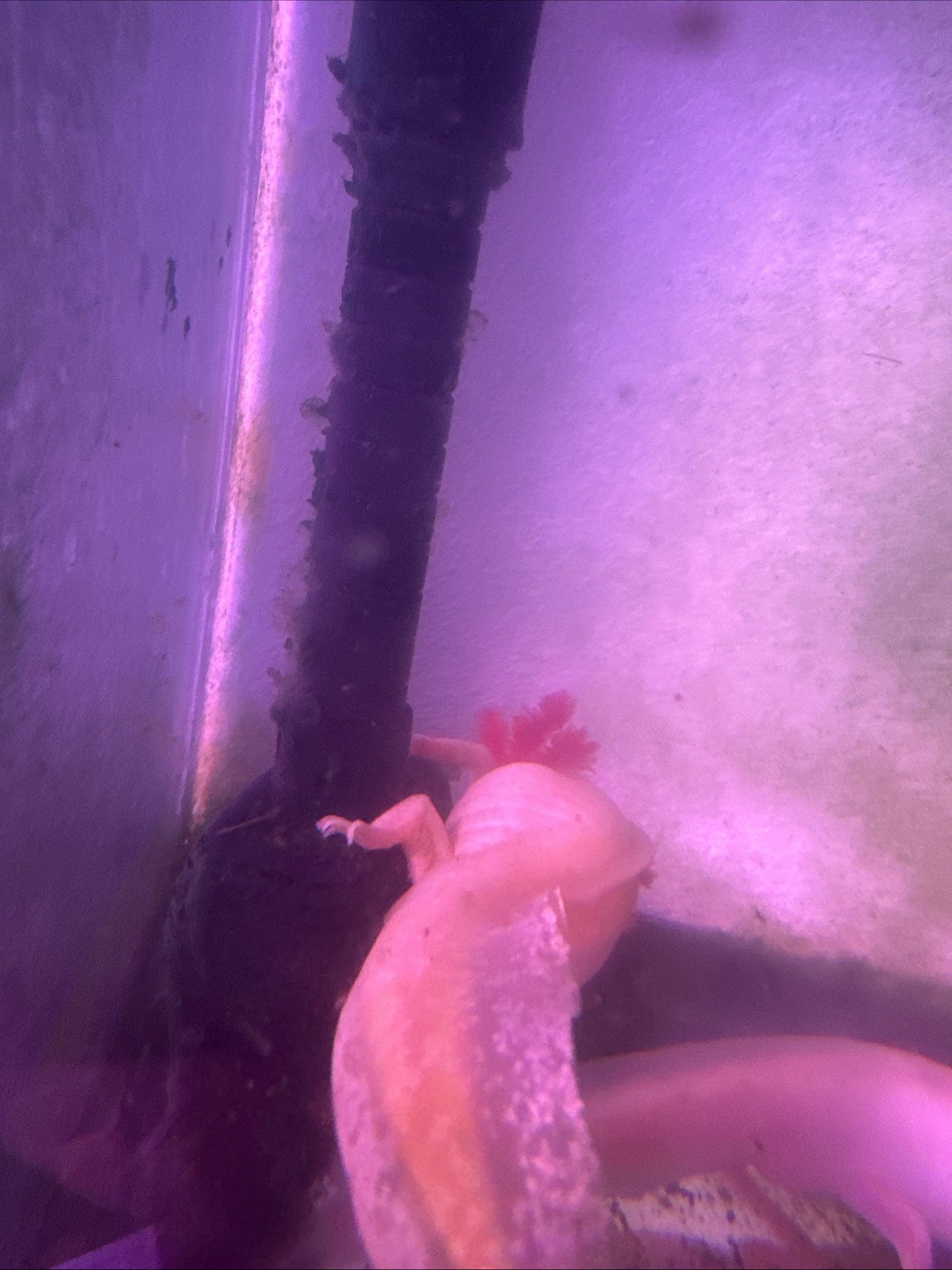 “Pre orders “Axolotl Fertile Hatching Eggs 🥚60count (GFP)
