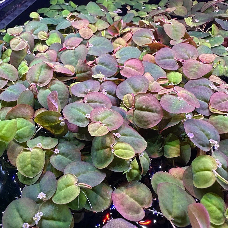Cup Red Root Floater, (Phyllanthus Fluitans) Live Aquarium Plants BUY2 GET 1FREE