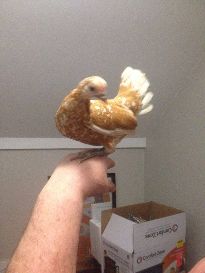 10+ golden neck old english bantam Hatching Eggs