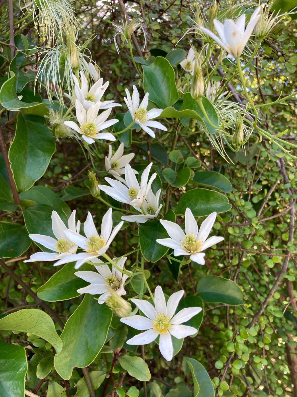 Clematis paniculata - 50 seeds - Puawhananga - germination tested
