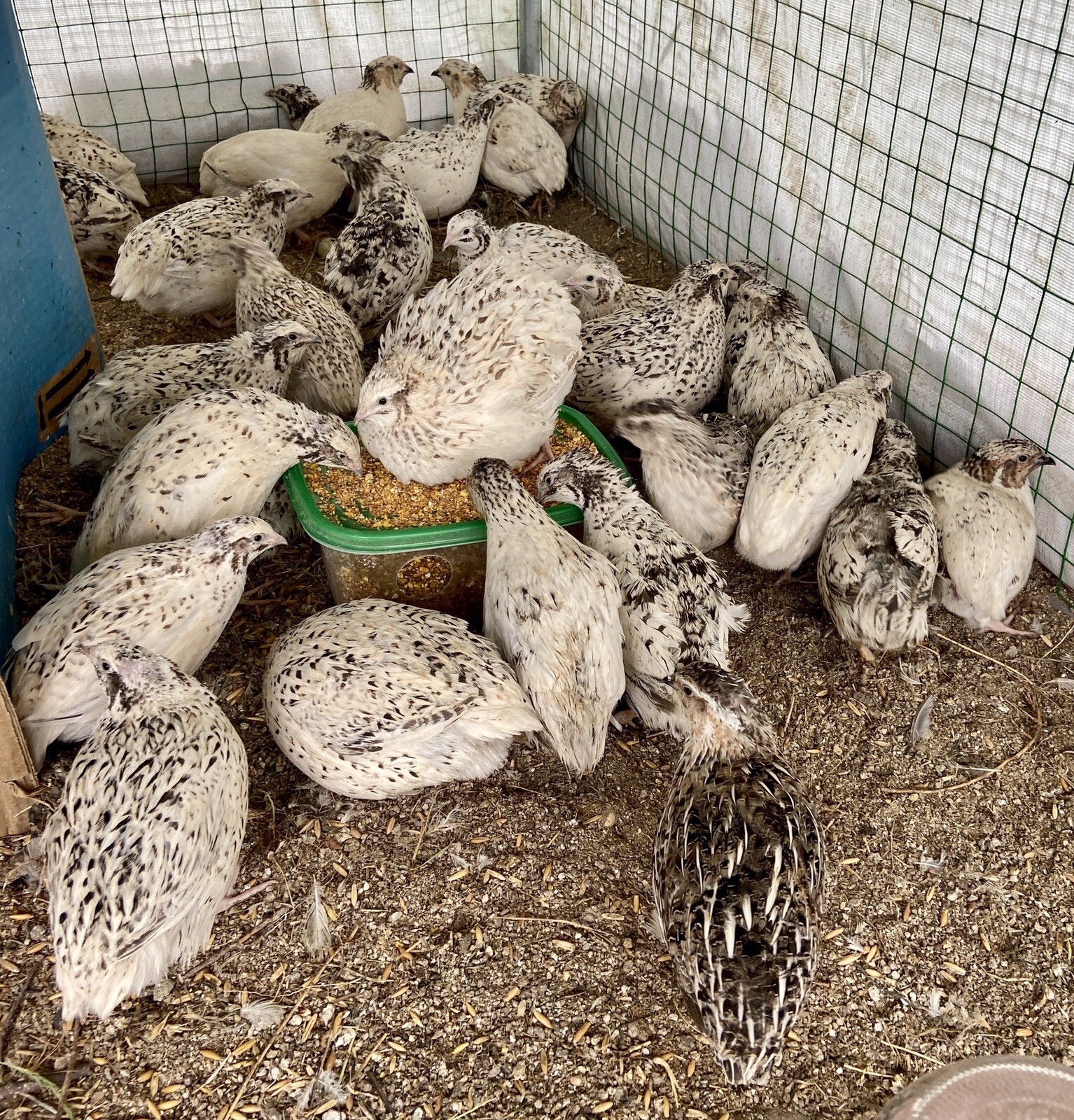 CAGE FREE - 12 Coturnix Quail Fertile Hatching Eggs - Rare Beautiful Colors