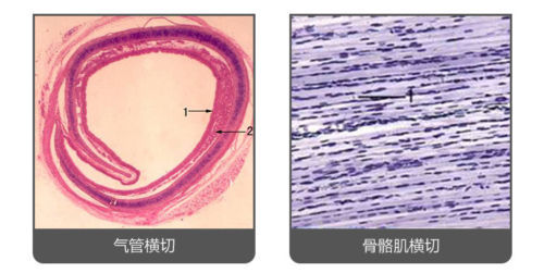 100PCS Mammals Pathology Microscope Prepared Slides Set Specimen