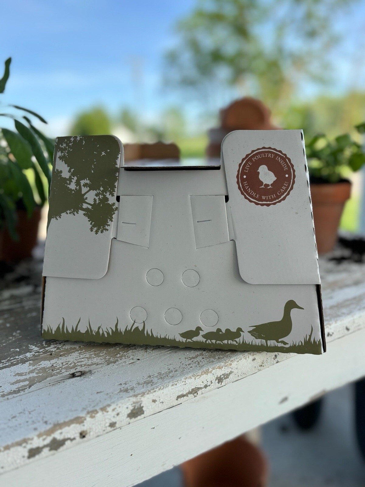 (10 Pack) 25 Chick Shipping Box, USA Made