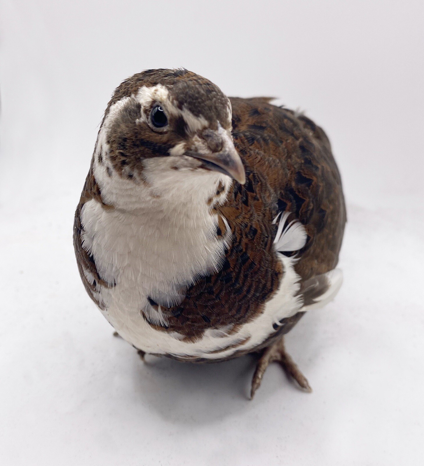 6++ Celadon Coturnix Quail Hatching Eggs - Blue Egg Layers