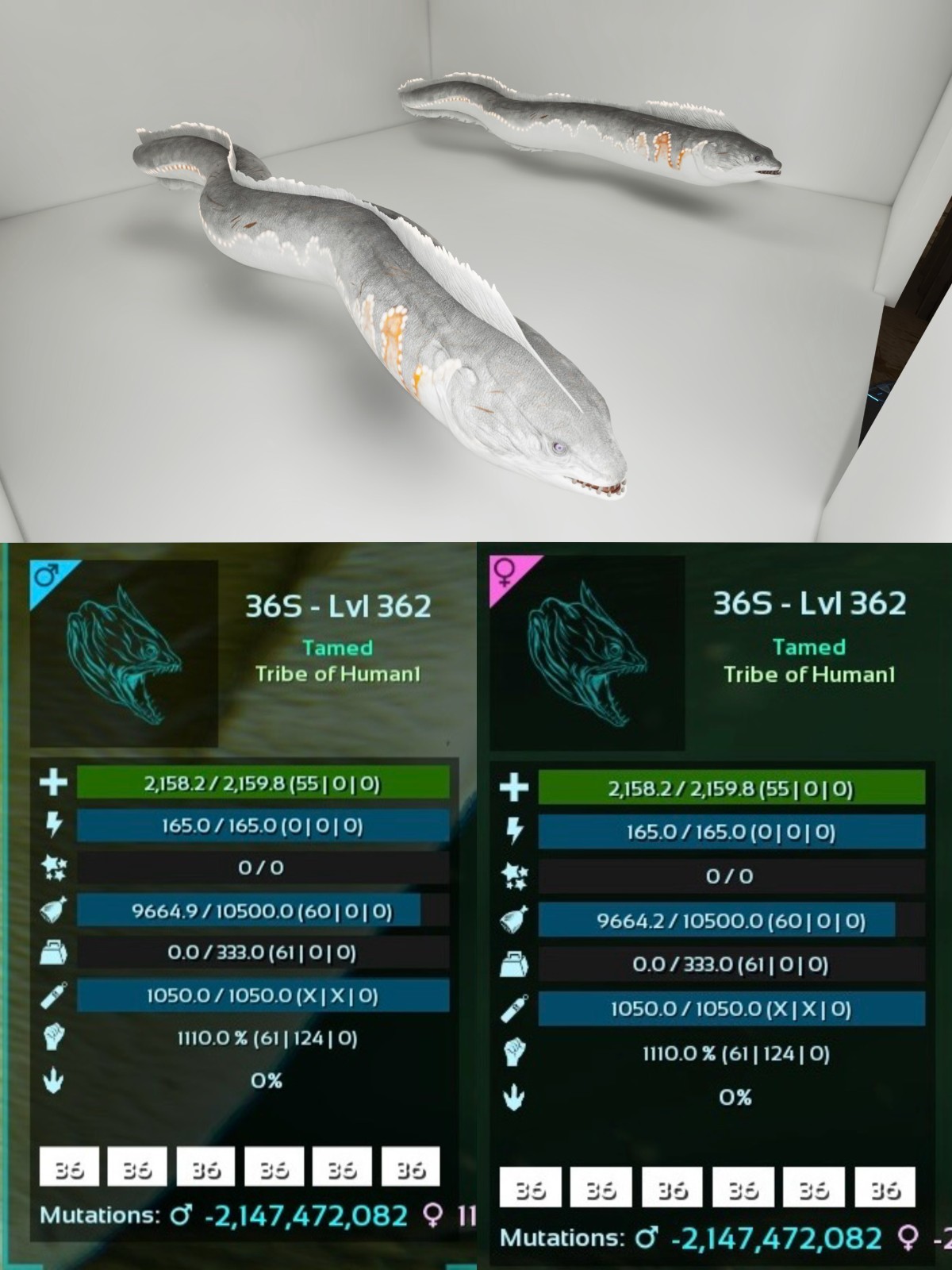 Level 362 Electrophorus Pair Clone ARK🦕 Survival Ascended ASA PVE PC/XBOX/PS