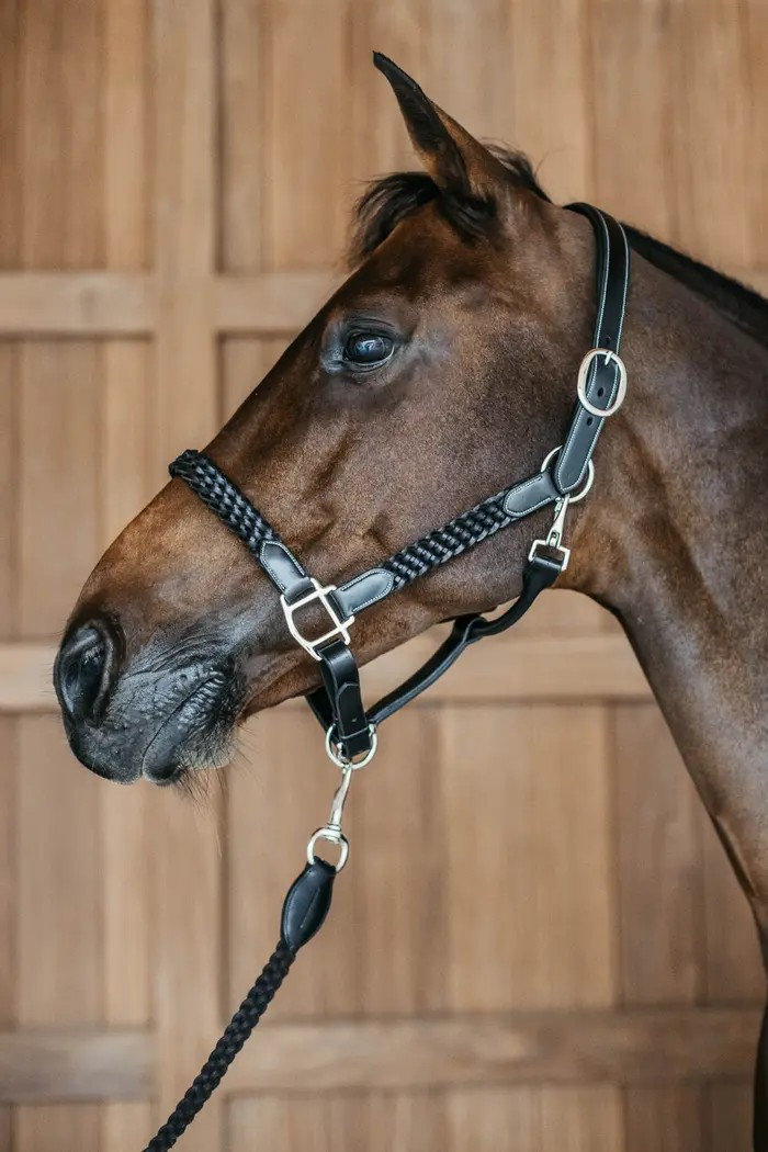 Dion WO Plaited Leather Halter