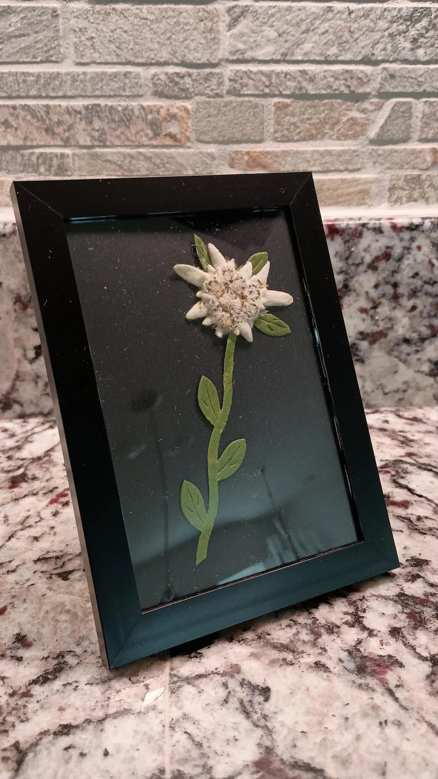 Framed Real Pressed Edelweiss Flower Blossom Green Fabric Stem Leaves Art Alps
