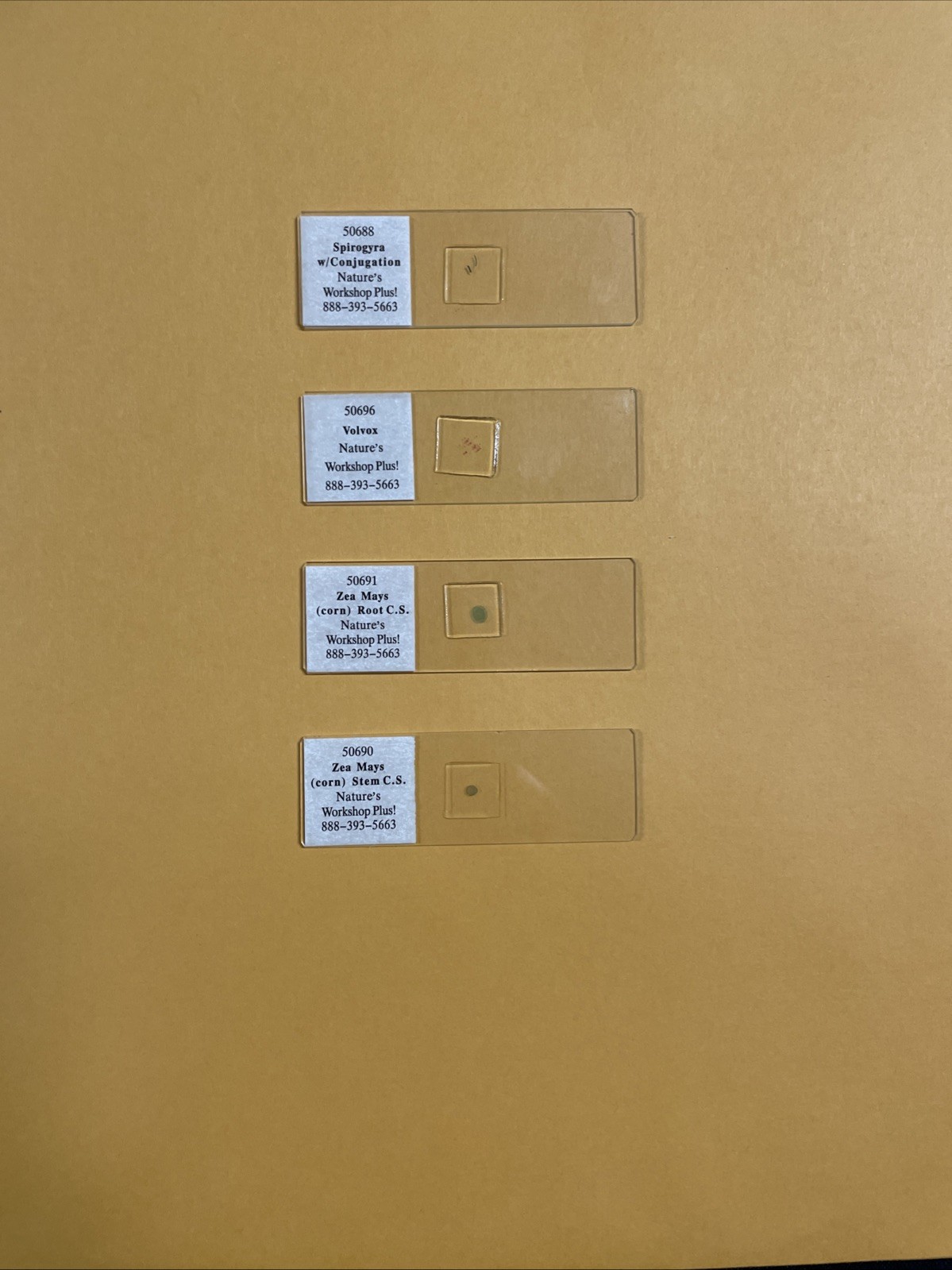 Slide Set for Exploring Creation with Biology - Nature’s Workshop Plus!