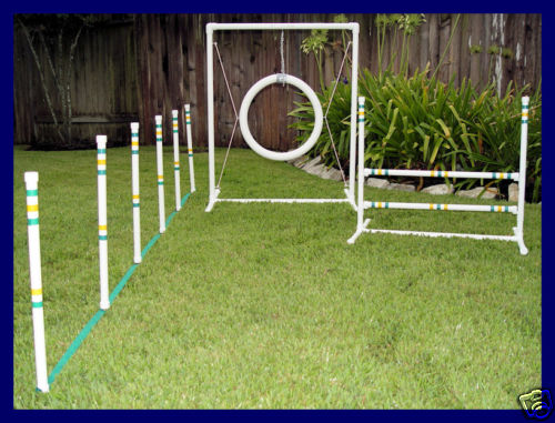 SMALL DOG AGILITY - YORKIE PAPILLON  MALTESE SHIH TZU