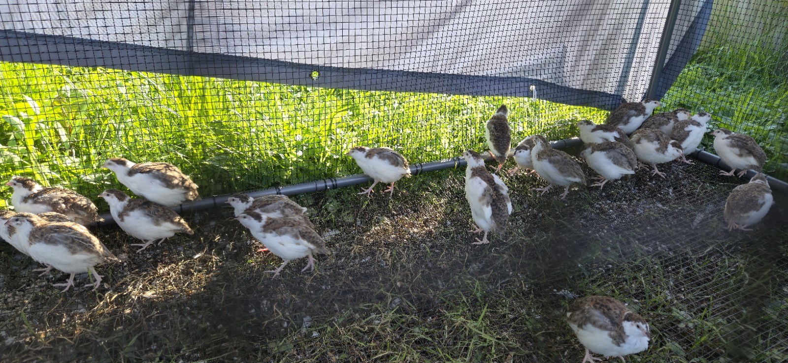 36 Celadon Coturnix Quail Hatching Eggs, True Blue