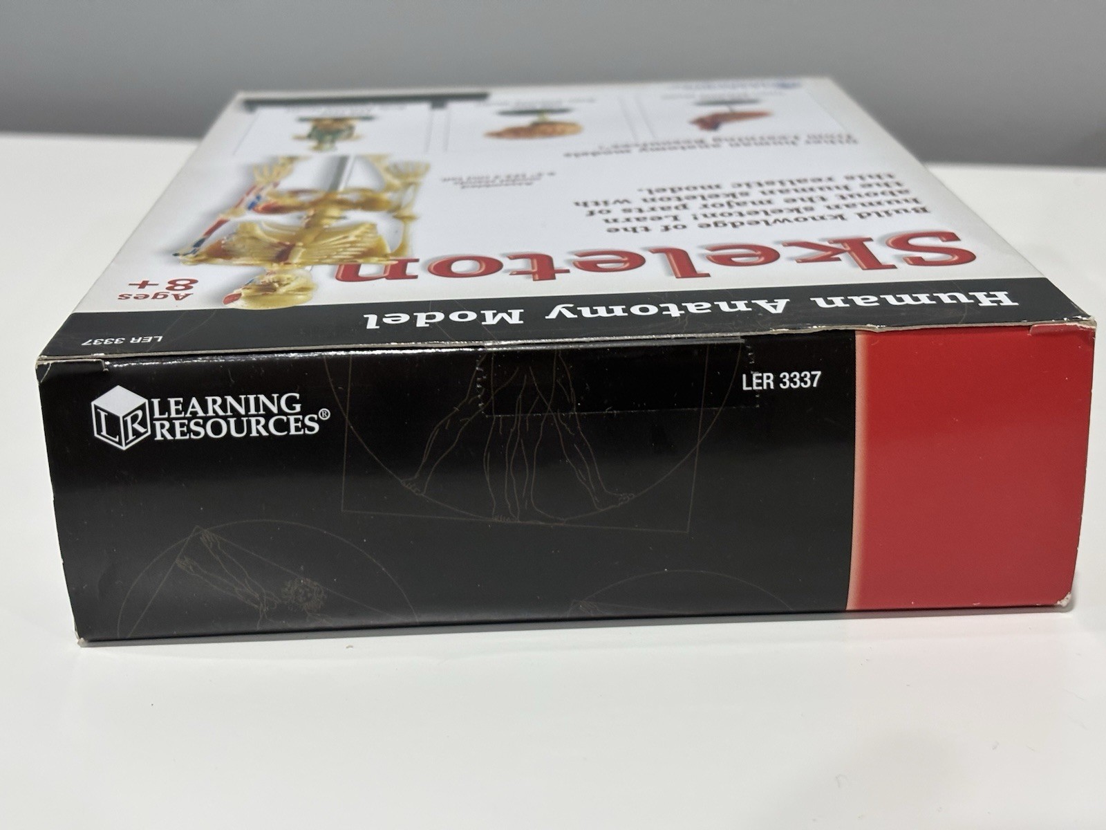 NEW Learning Resources Skeleton Model For Children 41 Pieces