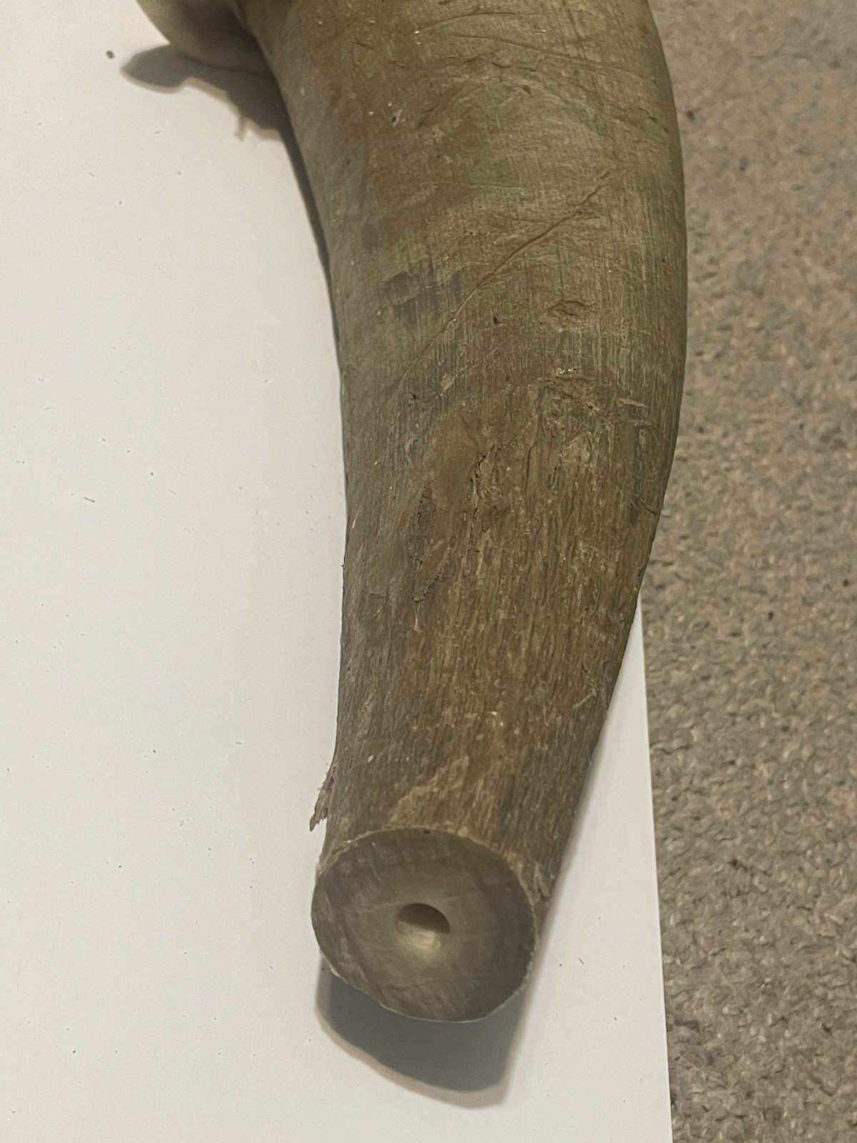 Gun Powder Horn Holder With Leather Strap