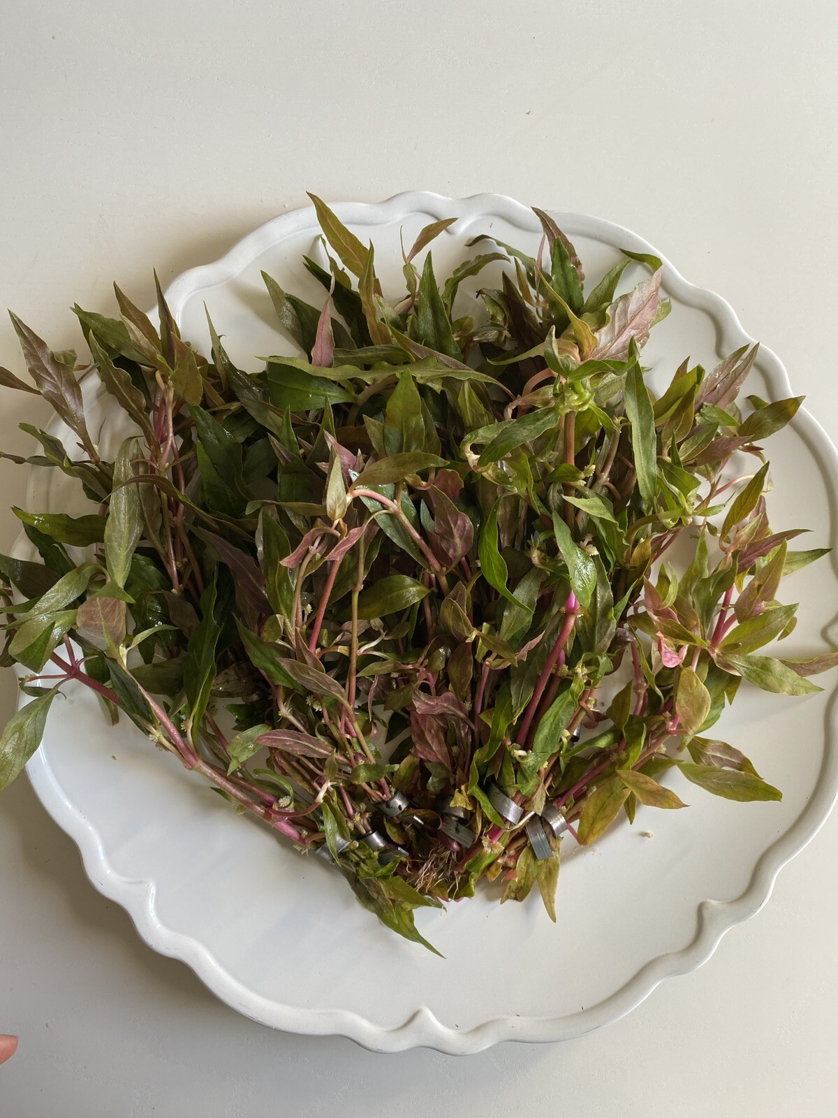 BUY 2 GET 1 FREE- Scarlet Temple Live Aquatic Plant- Beautiful Pink Plant!
