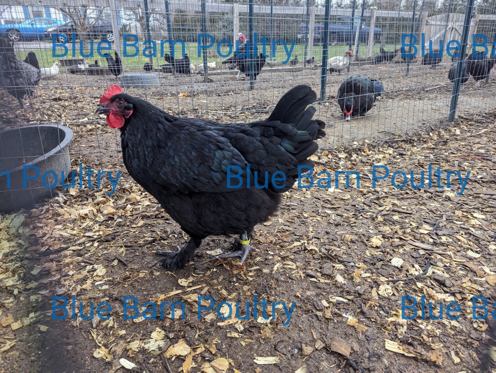 6 Solid Black Marans Chicken Hatching Eggs. Purebred. NPIP.
