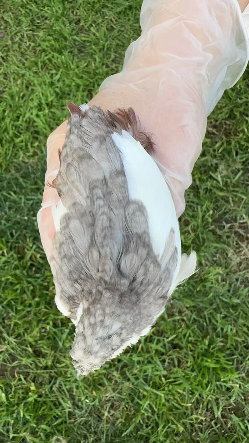12 Button Quail Hatching Eggs Rare Exotic Colors, Chinese Painted