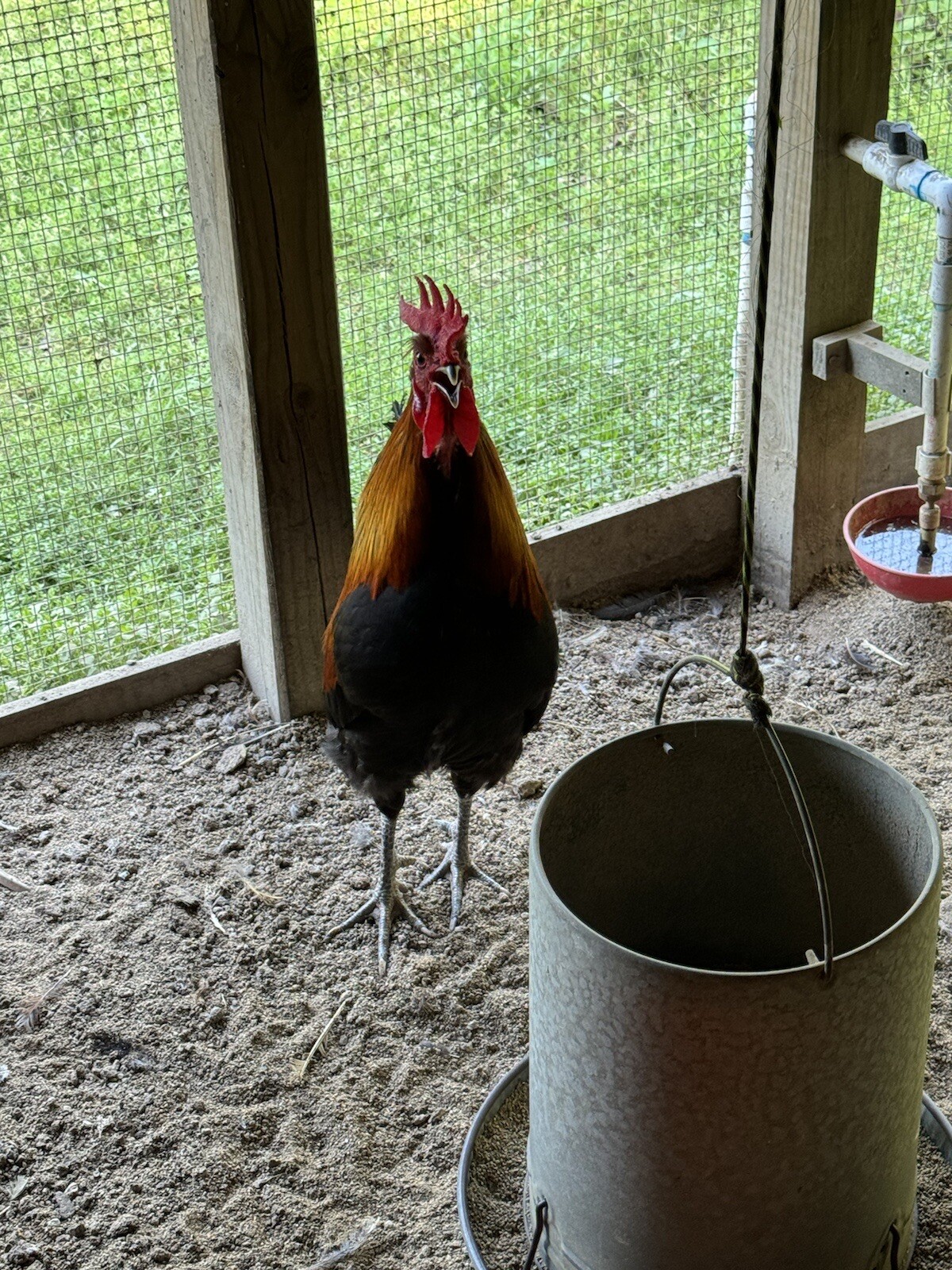8 Shetland Hen Hatching Eggs🏅Very Rare🏅