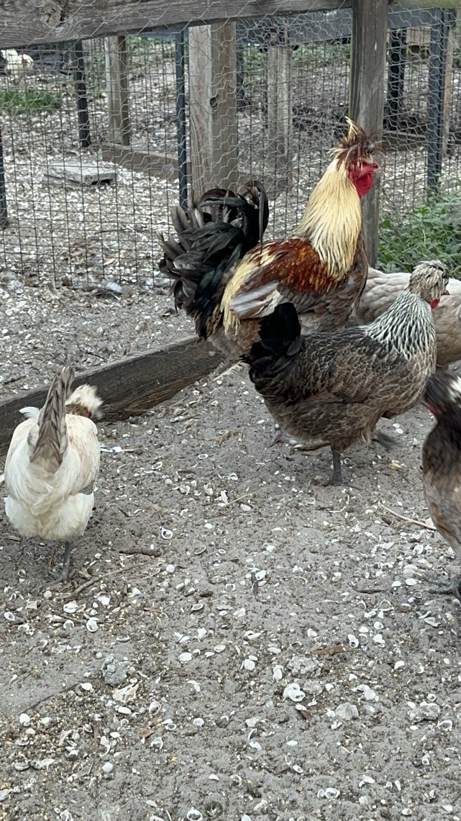 15+ Rare Sanjak Longcrower Chicken Hatching Eggs Large Breed 🎶 Unique Crow 🎶