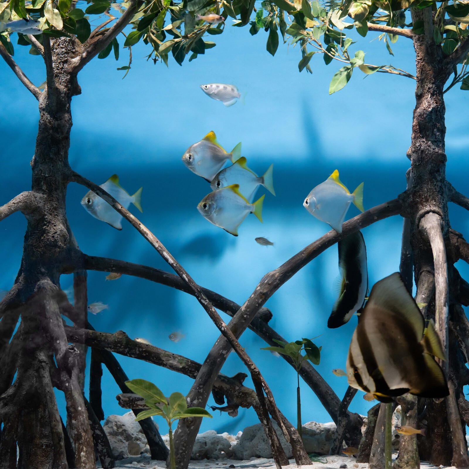 5 Red Mangrove Live Plants WITH ROOTS, 5 Oriental Orange Mangrove Seeds Aquarium