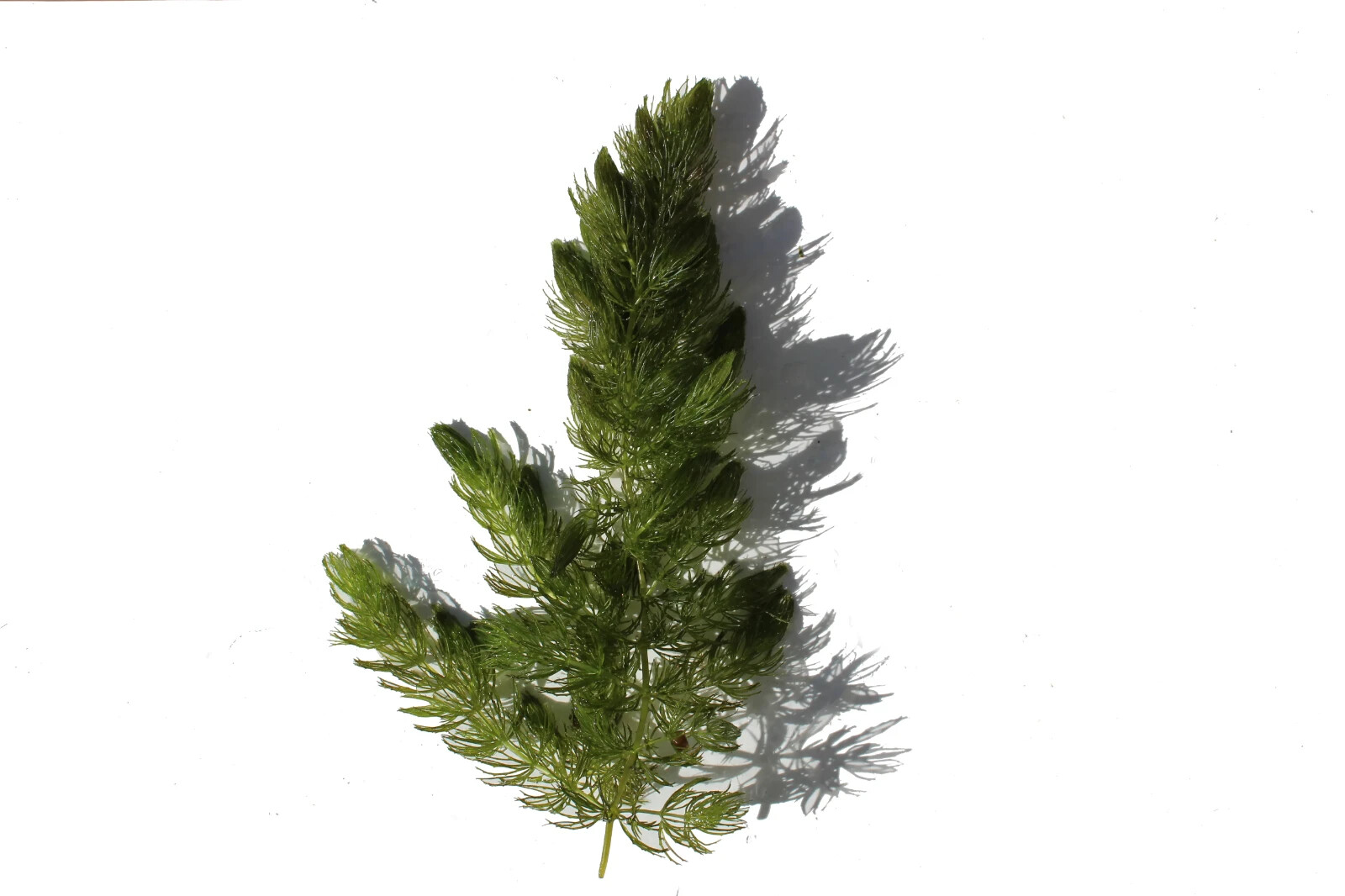 3+ Hornwort Live Aquarium Plants