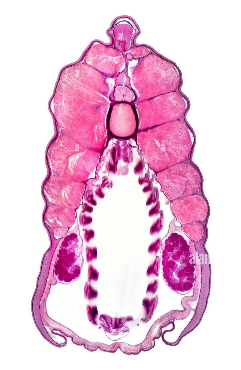ABGIL Lower Chordata Microscopic Slides.