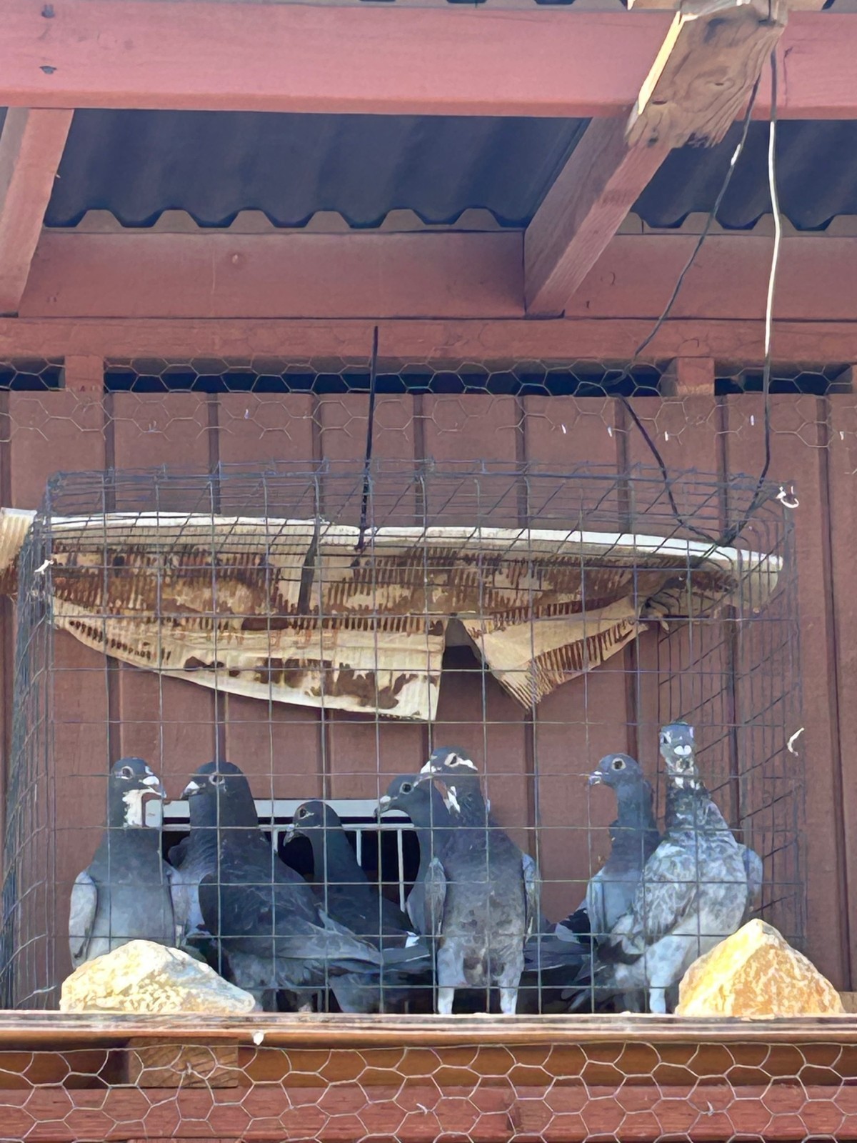 4 Hatching Eggs - Racing Pigeons Fertile